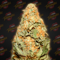 Biscotti 33 Auto Feminised Cannabis Seeds - Tastebudz Biscotti 33 Auto Feminised Cannabis Seeds - Tastebudz