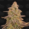 Bizcoffi Feminised Cannabis Seeds - Terp Treez Bizcoffi Feminised Cannabis Seeds - Terp Treez