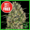 Black Domina Feminised Cannabis Seeds - Cannabis Seeds Store