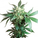 Black Domina Regular Cannabis Seeds | Sensi Seeds Black Domina Regular Cannabis Seeds | Sensi Seeds