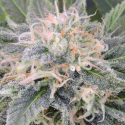 Black Ghost OG Feminised Cannabis Seeds | Original Sensible Seed Company