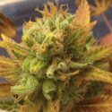 Black Gold Auto Feminised Cannabis Seeds | Cream Of The Crop Black Gold Auto Feminised Cannabis Seeds | Cream Of The Crop