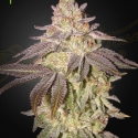 Black Toffee Auto Feminised Cannabis Seeds | Green House Seeds. Black Toffee Auto Feminised Cannabis Seeds | Green House Seeds.
