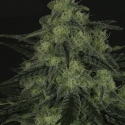 Black Valley Feminised Cannabis Seeds
