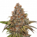 Bruce Banner Feminised Cannabis Seeds | Seed Stockers