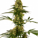 Blue Bullet Auto Feminised Cannabis Seeds - Sensi Seeds