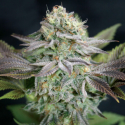 Blue Dream Feminised Cannabis Seeds | Garden of Green Blue Dream Feminised Cannabis Seeds | Garden of Green