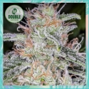 Blue Dream Auto Feminised Cannabis Seeds - Double Seeds
