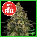 Blue Gelato Feminised Cannabis Seeds - Cannabis Seeds Store Blue Gelato Feminised Cannabis Seeds - Cannabis Seeds Store
