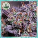 Blue Kush Feminised Cannabis Seeds - Double Seeds Blue Kush Feminised Cannabis Seeds - Double Seeds