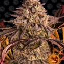 Blue Sunset Sherbet Feminised Cannabis Seeds | Barney's Farm Blue Sunset Sherbet Feminised Cannabis Seeds | Barney's Farm