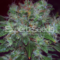 Blue Cheese Auto Feminised Cannabis Seeds | Expert Seeds