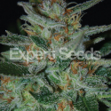 Blue Cheese Feminised Cannabis Seeds | Expert Seeds Blue Cheese Feminised Cannabis Seeds | Expert Seeds