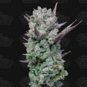 Blue Nerdz Feminised Cannabis Seeds - Terp Treez