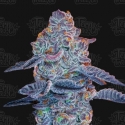 Blue Pancakes S1 Feminised Cannabis Seeds - Terp Treez Blue Pancakes S1 Feminised Cannabis Seeds - Terp Treez