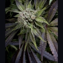 Blue Pyramid Feminised Cannabis Seeds | Pyramid Seeds Blue Pyramid Feminised Cannabis Seeds | Pyramid Seeds