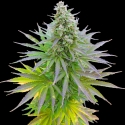 Blueberry Gum Feminised Cannabis Seeds Blueberry Gum Feminised Cannabis Seeds