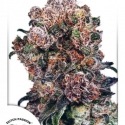 Blueberry Regular Cannabis Seeds | Dutch Passion Blueberry Regular Cannabis Seeds | Dutch Passion