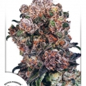 Blueberry Feminised Cannabis Seeds | Dutch Passion 