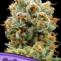 Bola Mintz Feminised Cannabis Seeds - Anesia Seeds Bola Mintz Feminised Cannabis Seeds - Anesia Seeds