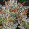 Bruce Banner #3 Feminised Cannabis Seeds - Anesia Seeds