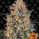 Bubba Kush Feminised Cannabis Seeds | Barney's Farm.