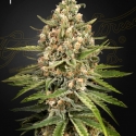Bubba Slush Feminised Cannabis Seeds | Green House Seeds.