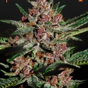 Bubba Kush Feminised Cannabis Seeds | Green House Seeds. Bubba Kush Feminised Cannabis Seeds | Green House Seeds.