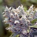 BubbleGummer Feminised Cannabis Seeds | Female Seeds BubbleGummer Feminised Cannabis Seeds | Female Seeds