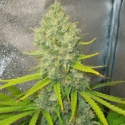 Bubblegun Feminised Cannabis Seeds | Spliff Seeds 