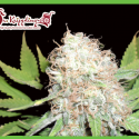 Bud Bud Bling Tingz Feminised Cannabis Seeds | Dr Krippling