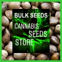 Black Domina Feminised Cannabis Seeds | 100 Bulk Seeds