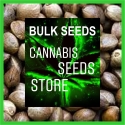 Peach Banana Feminised Cannabis Seeds | 100 Bulk Seeds