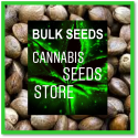 Grandaddy Purple x Bruce Banner Feminised Cannabis Seeds | 100 Bulk Seeds Grandaddy Purple x Bruce Banner Feminised Cannabis Seeds | 100 Bulk Seeds