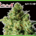 Bulk Smash Auto Feminised Cannabis Seeds | Dr Krippling 