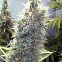 C'99 Feminised Cannabis Seeds | Female Seeds