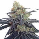 CBD #1 Feminised Cannabis Seeds | Ace Seeds. CBD #1 Feminised Cannabis Seeds | Ace Seeds.