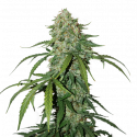 CBD 1:1 Silver Lime Haze Auto Feminised Cannabis Seeds | Seed Stockers