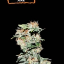 CBD Critical XXL Auto Feminised Cannabis Seeds | Seed Stockers. CBD Critical XXL Feminised Cannabis Seeds | Seed Stockers