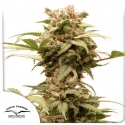 Auto CBG Force Feminised Cannabis Seeds | Dutch Passion Auto CBG Force Feminised Cannabis Seeds | Dutch Passion
