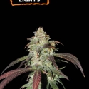 CBD Northern Lights Feminised Cannabis Seeds | Seed Stockers.