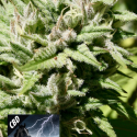 CBD Black Beauty Feminised Cannabis Seeds | Kera Seeds 