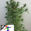 CBD Harlequin Feminised Cannabis Seeds | Kera Seeds 