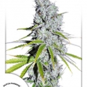 CBD Skunk Haze Feminised Cannabis Seeds | Dutch Passion 