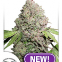 CBD Charlotte's Angel Feminised Cannabis Seeds | Dutch Passion CBD Charlotte's Angel Feminised Cannabis Seeds | Dutch Passion
