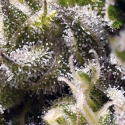 Cream Caramel Auto Feminised Cannabis Seeds | Sweet Seeds