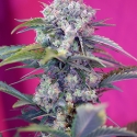 Cream Mandarine Auto Feminised Cannabis Seeds | Sweet Seeds