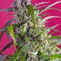 Crystal Candy Auto Feminised Cannabis Seeds | Sweet Seeds Crystal Candy Auto Feminised Cannabis Seeds | Sweet Seeds