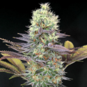 Cali Bay Dream Feminised Cannabis Seeds | Garden of Green