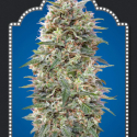 California Kush Feminised Cannabis Seeds | OO Seeds California Kush Feminised Cannabis Seeds | OO Seeds